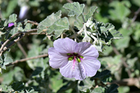 Malva subovata